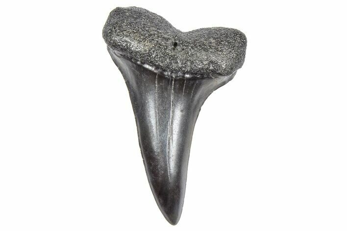 Fossil White Shark Tooth - South Carolina #364398